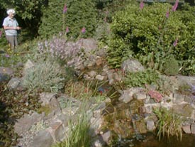 Rock garden behind the pond